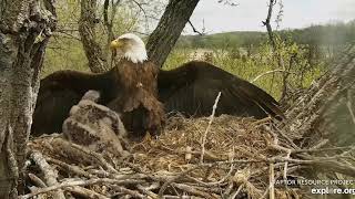 Decorah Eagles Pinfeathers Eaglets and Stunning Mom showing off 05 06 2019