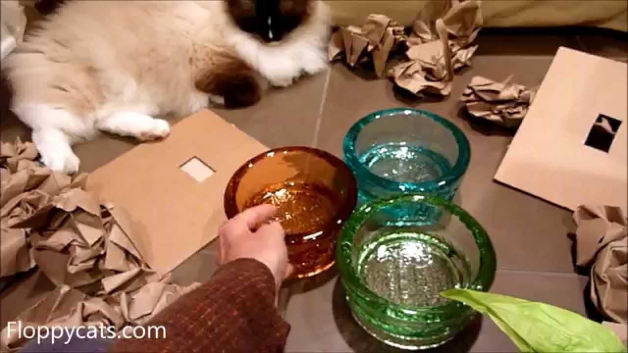 Ragdoll Cats Receive New Colors of PawNosh Cubby Bowl Pet Glass Food and Water Bowl - Floppycats