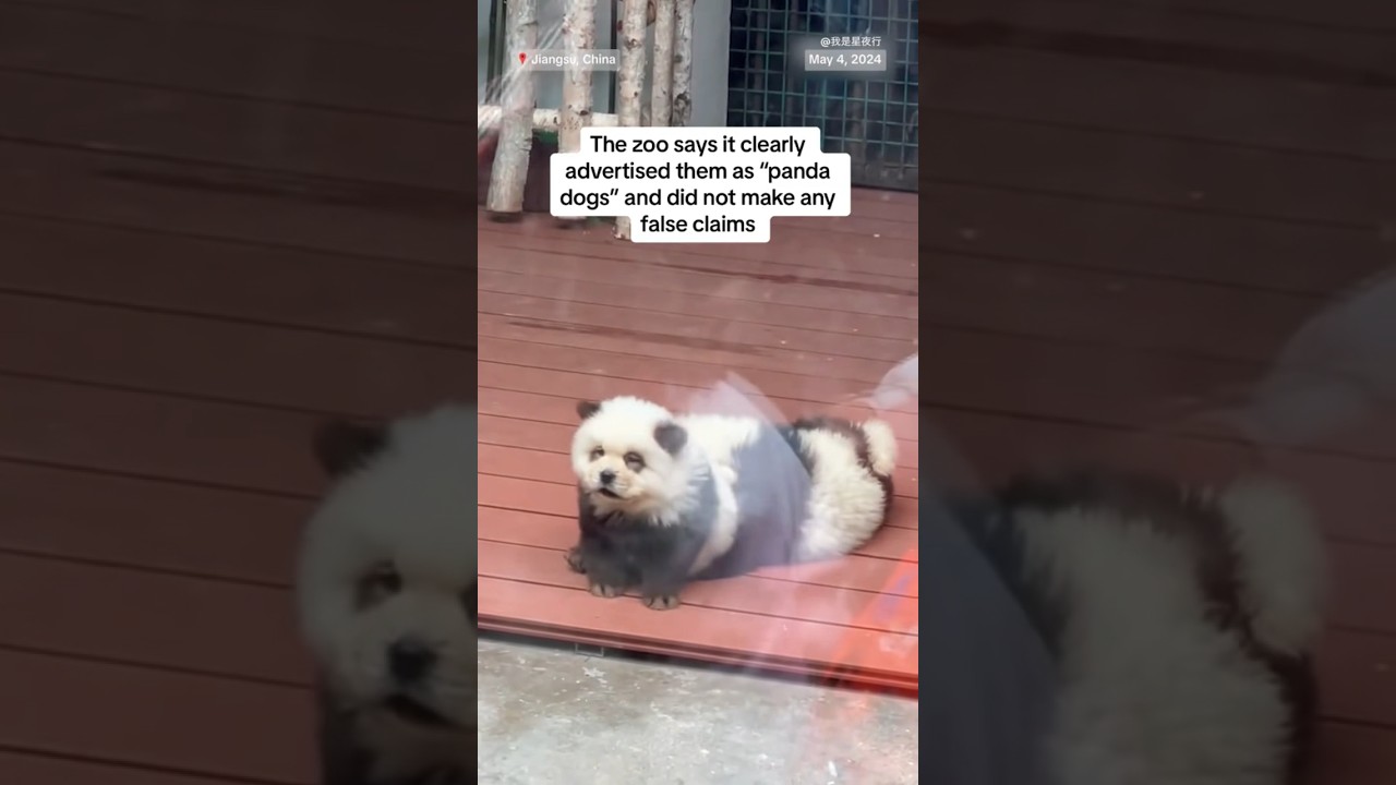 Chinese zoo under fire after dyeing dogs to resemble pandas