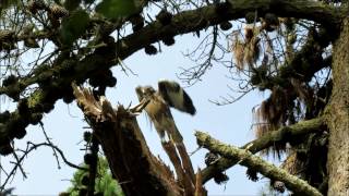 Immature Red tailed hawk screaming for food