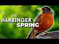 The AMERICAN ROBIN -A Harbinger of SPRING
