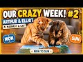 Our Week Together | Arthur the Marmot & Elliot the Cat #2