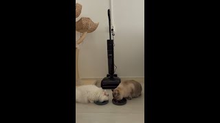 ¿Limpieza con mascotas? Ahora más fácil.