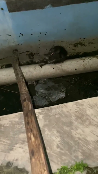 Kucing takut sama tikus. Suara tikusnya serem juga ‼️‼️‼️ #tikus #lucu #viral #blora #kucing #fyp