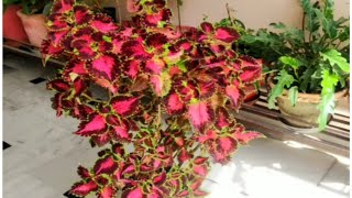 Coleus Plant varieties, Different Colour & Indoor grow guide/कोलियस की वेरायटी ग्रो का तरीका,टिप्स