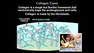 Collagen Types - Everything You Need To Know - Dr. Nabil Ebraheim