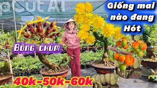 10/15/2026💥Yellow apricot blossoms, latest apricot varieties, Super Chrysanthemum apricot, Dai Ho...