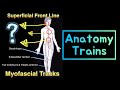 Superficial Front Line Muscles. Anatomy Trains Line. Myofascial Plane. Muscle Anatomy.