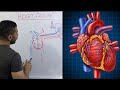 دورة الدم داخل القلب ببساطة ❤️The cardiac cycle