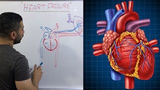 دورة الدم داخل القلب ببساطة ❤️The cardiac cycle