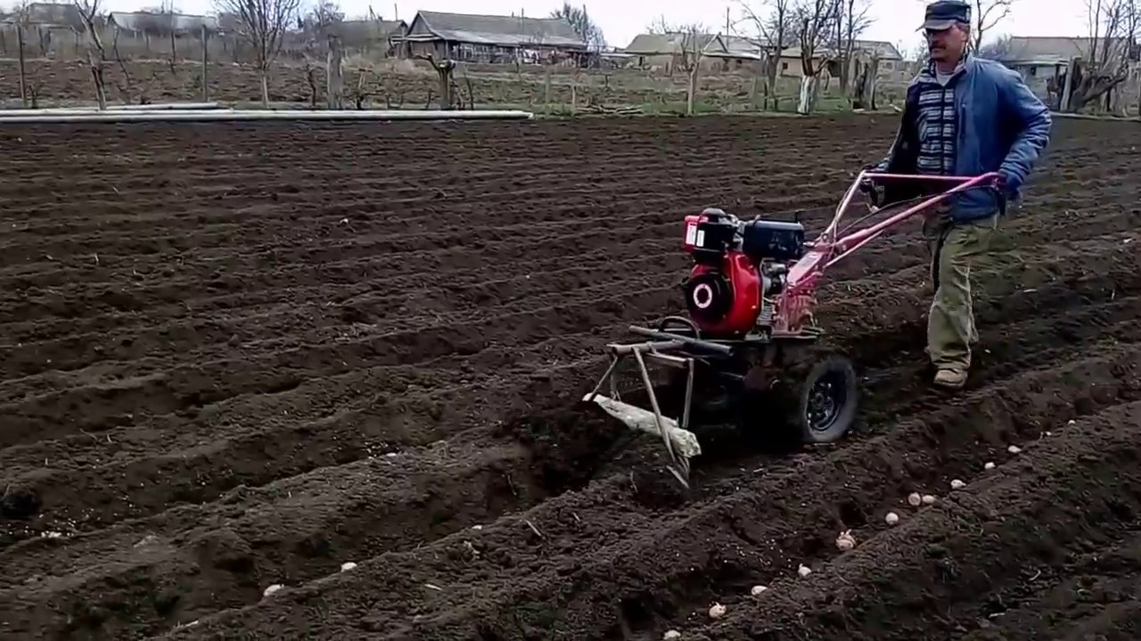 Можно ли сыпать картошку