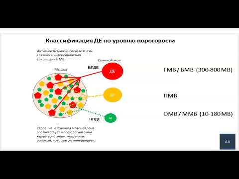 Биологическое обоснование развития выносливости, как физического качества. Классификация миоцитов