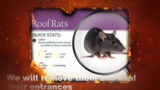 Roof Rat Removal Virginia Beach Va Call 757-716-1850