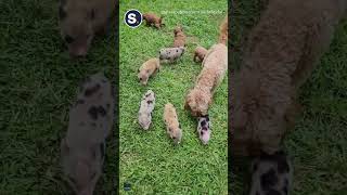 Puppies and Piglets Become Adorable BFFs at Alabama Farm by Storyful 69 views 1 day ago 1 minute, 4 seconds