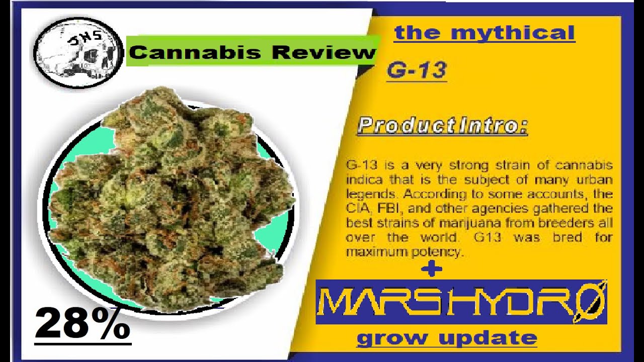 G-13 Strain Review Cannabis Strain Kush Mythical Strain G-13, Kush Strain (MARS HYDRO GROW)