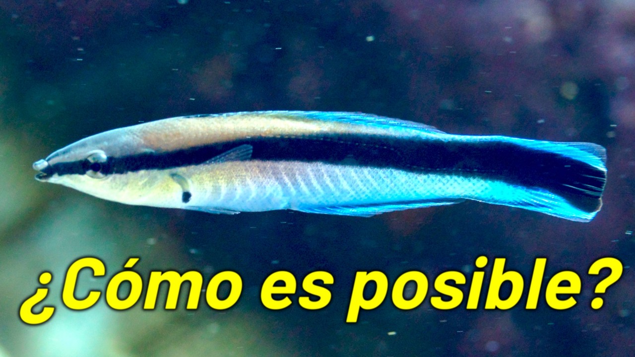 El Primer Pez que Sabe que es un Pez