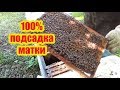 100% СПОСОБ, СМЕНА И ПОДСАДКА ПЛОДНОЙ МАТКИ ЧЕРЕЗ ИЗОЛЯТОР