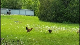 Rural NB - Gagetown to Fredericton On Road - JAR (June 10, 2023)