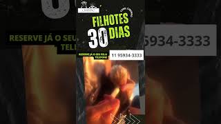 Lindos Filhotes de Mastim Napolitano