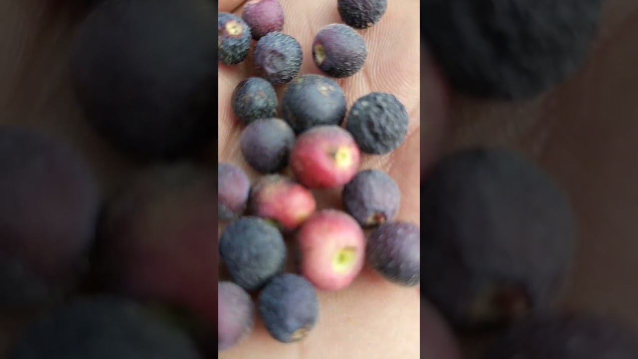 Phalsa family- Tiliaceae 