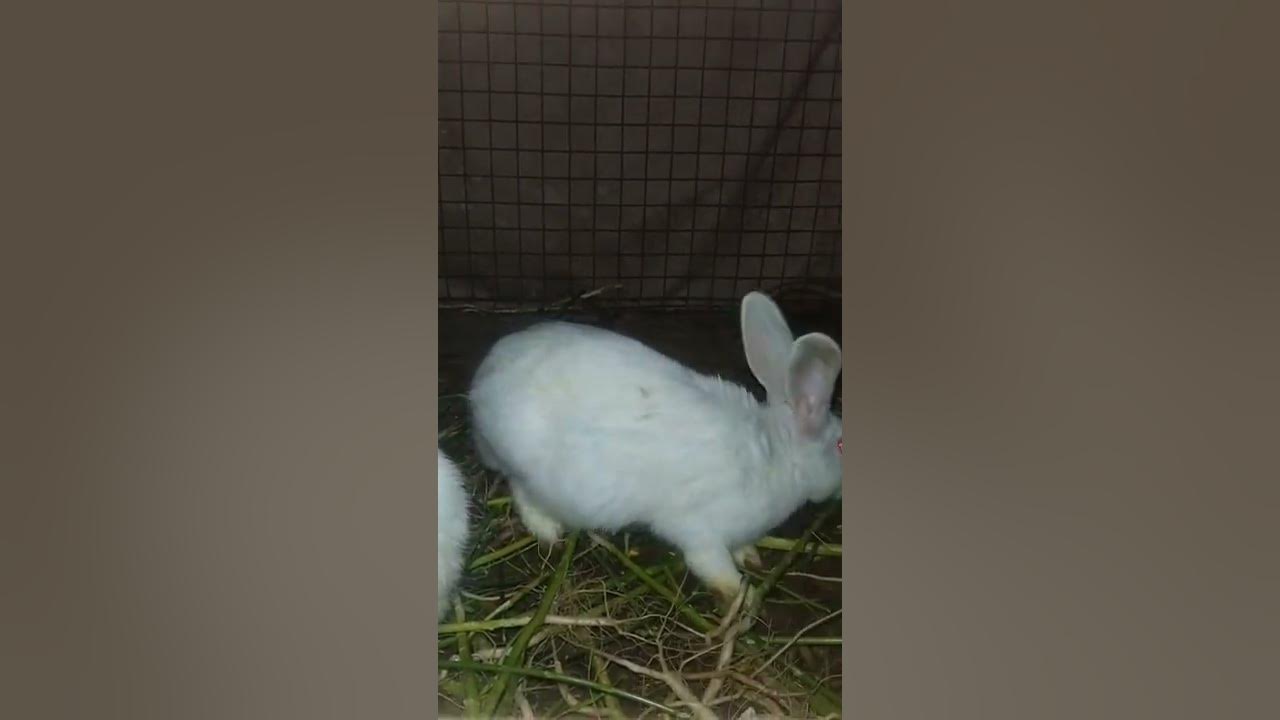 Rabbit Ki Age Kitni Hoti Hai YouTube rabbit-ki-age-kitni-hoti-hai-youtube