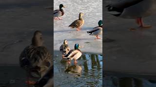Mallards walking マガモ とことこ歩く #duck