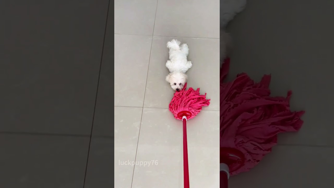 Bored Dog’s Boredom Busters🐶 