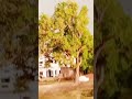 my village