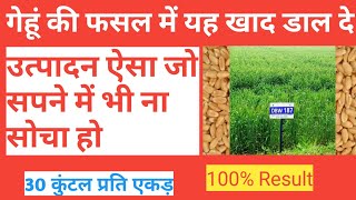 गेहूं की फसल का सबसे अच्छा खाद ।। गेहूं का उत्पादन 30 कुंटल प्रति एकड़ by Nitin Deol