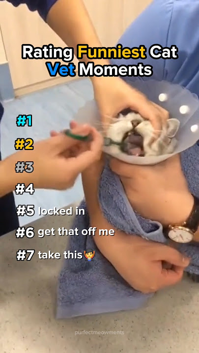Rating Funniest Cat Vet Moments