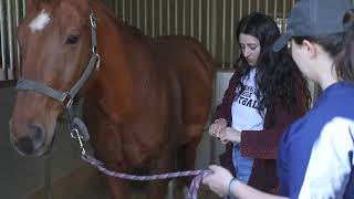 St. Andrews showcases their Biology with Equine Science program.