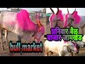 शनिवार बैल बाजार जामखेड//SafarBazarachi