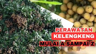 Cara merawat kelengkeng agar berbuah lebat