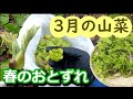 令和４年！春がすぐそこまで来てます！３月の里山の山菜を全てお見せします！