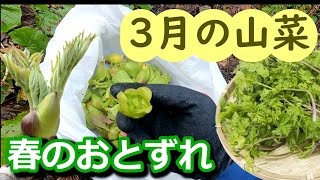 令和４年！春がすぐそこまで来てます！３月の里山の山菜を全てお見せします！