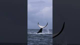 Male Killer Whale Doing The Backstroke W/ A Tail Slap Finish !