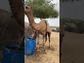 يجلب مزارعو الصحراء الماء من مسافات بعيدة على ظهور الجمال ويخزنونه في خزانات بيوتهم لاستخدامه لاحقا