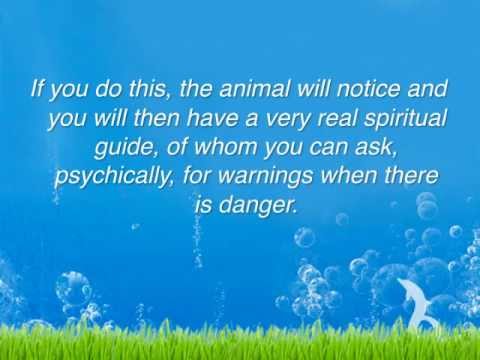 Animal Wisdom psychic detective yakumo characters