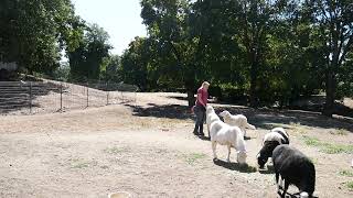 Benson Maremmas Livestock Guardian Dog Training - Litter Mates Learning From Each Other by Benson Ranch Livestock Guardian Dog Training 160 views 7 months ago 26 seconds