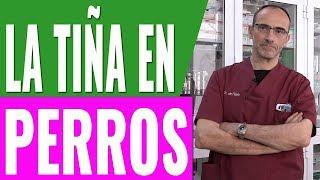 LA TIÑA EN PERROS Y GATOS/¡RIESGO DE CONTAGIO CON HUMANOS!