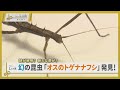 誰が解明？新たな扉が？ 横浜市で国内9例目の幻の昆虫「オスのトゲナナフシ」発見！【News Linkオンライン】