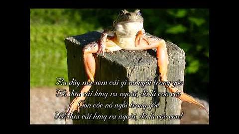 #07 Con cóc (Ra đây mà xem cái gì nó ngồi trong góc )