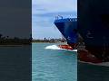 Ship and dolphins. #short #shortsfeed