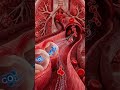 How Carbon Dioxide Leaves Your Body | Respiratory System | Respiration