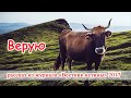 Верую - христианский рассказ. Журнал "Вестник Истины" 2017