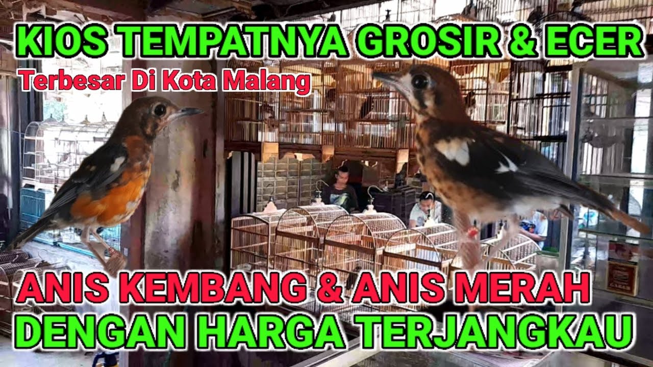 KIOS PUSATE GROSIR & ECER ANIS MERAH & ANIS KEMBANG #anismerah #aniskembangngeplong #aniskembang