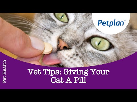 Vet Tips: Giving your cat a pill