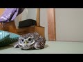 やる気のないフクロウ2019