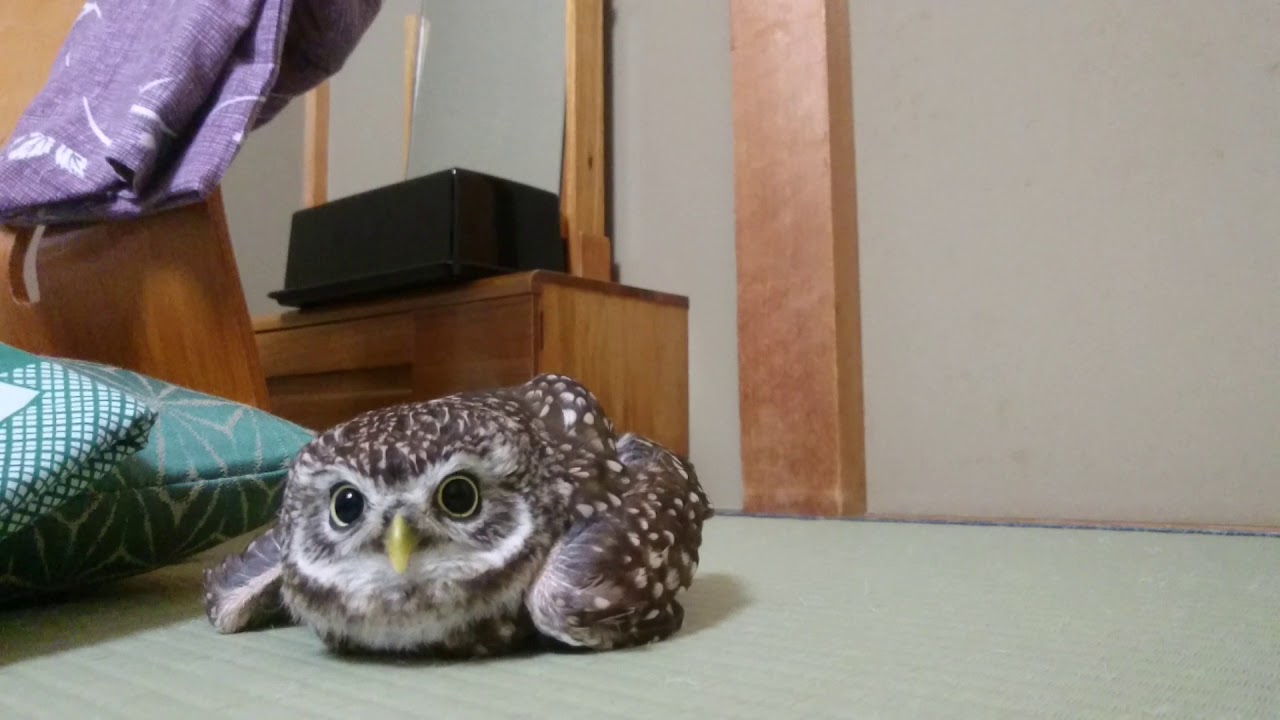 やる気のないフクロウ2019 - YouTube