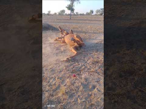 كيف يقوم هذا الفأر بفرك نفسه على الأرض بطريقة جميلة جد ا لإزالة الحكة